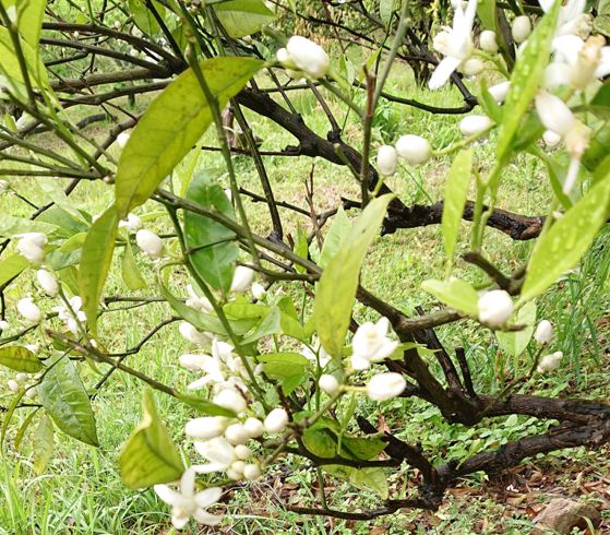 みかんの花が咲く頃 お知らせ 新着情報 医療法人社団 吉田会 吉田病院